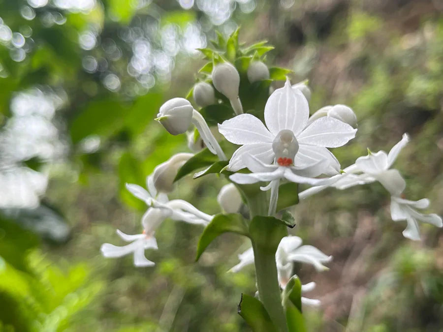 The Power of Plant-Based Ingredients in K-Beauty | Mizz Korea